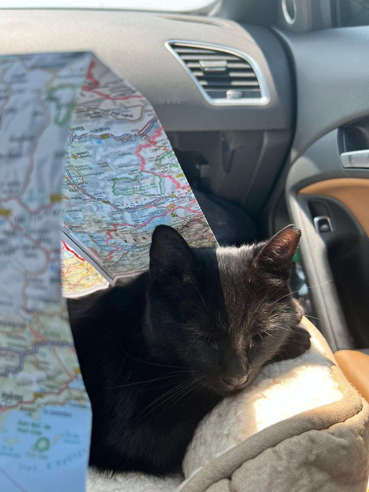Katze in Auto